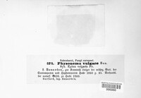 Image of Physonema vulgare